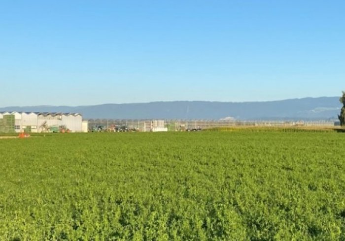 Parcel 9108 & 9109 Wegmatte in Kerzers